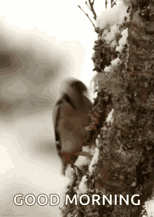 Bird Pecking GIF - Bird Pecking Tree GIFs