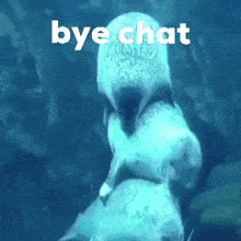 Seal Bye Chat GIF - Seal Bye Chat GIFs