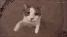 Cute Cat GIF - Cute Cat Kiss GIFs
