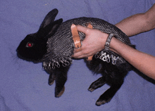 a person is holding a black rabbit with chain mail around its neck