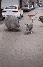 a gray cat is running in front of a white car with a taxi sign on the back