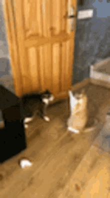 cat boxing cats ko knock out
