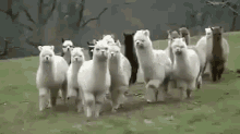 What'S Over There? GIF - Llamas Pack Scary GIFs