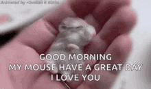 mouse baby mouse pets cute animals