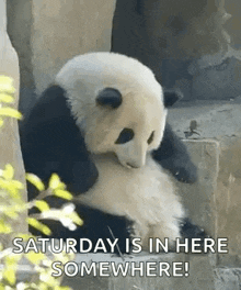 a panda bear is sitting on a rock in a zoo .