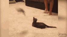 びっくり　ネコ　猫 GIF - Cat Surprised Shookt GIFs