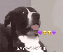 What Saywhat GIF - What Saywhat Dog GIFs