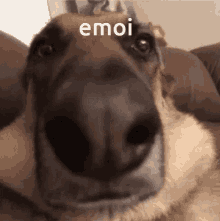 Emoi Dog GIF - Emoi Dog Itsemmaloo GIFs