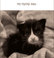 Cat No Ssu GIF - Cat No Ssu No GIFs