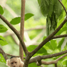 Climbing Up The Tree White Faced Capuchin GIF - Climbing Up The Tree White Faced Capuchin Robert E Fuller GIFs