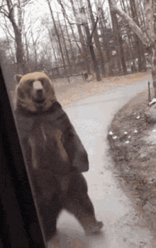 Bear Walking Weird GIF