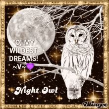 Wildest Dream Owl GIF - Wildest Dream Owl Night Owl GIFs