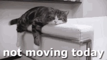 Super Lazy Not Moving Today GIF - Super Lazy Not Moving Today Cat GIFs