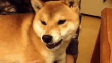 Dog Angry GIF
