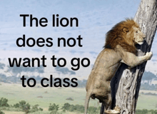 a picture of a lion on a tree with the words " the lion does not want to go to class " below it