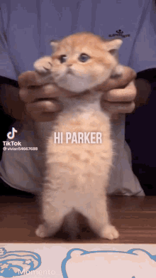 Hi Parker Cat GIF - Hi Parker Cat GIFs