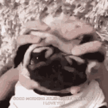 Pug Squeeze GIF - Pug Squeeze Squish GIFs