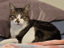 a cat is laying on a bed with a pink and purple blanket