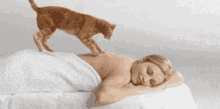 Cat Massage Cat GIF - Cat Massage Cat Massage GIFs