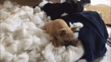 puppy stuffing