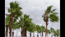 Windy Palms GIF - Windy Palms Trees GIFs