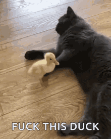 Cat Duckling GIF
