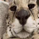 a close up of a cheetah 's nose looking at the camera
