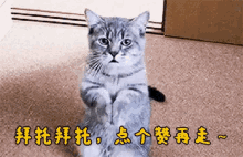 拜托 GIF - Please Cat Kitten GIFs
