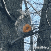 Eating Donut Squirrel GIF - Eating Donut Squirrel Viralhog GIFs