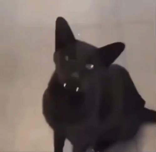 black cat meow