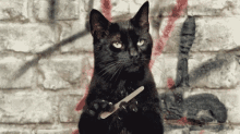Cat Why GIF - Cat Why Sir GIFs