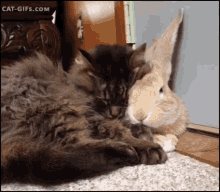 Cuddle Cat GIF - Cuddle Cat Bunny GIFs