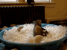 Ferrets Playing In The Peanut Pool GIF - Cute Ferret Pool GIFs