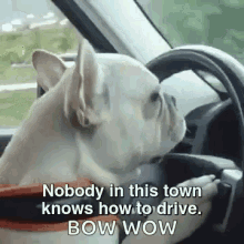 French Bulldog Driving GIF - French Bulldog Driving Nobody Knows How To Drive GIFs
