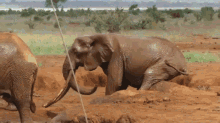 Me Time GIF - Animals Elephant Butt GIFs