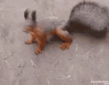 Excited Squirrel GIF - Excited Squirrel Dancing GIFs