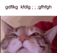 Cat Cat Talking GIF