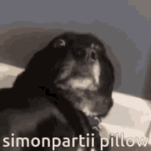 Simon Simonpartii GIF - Simon Simonpartii Pillow GIFs