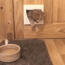 Cat Cats GIF - Cat Cats Chat GIFs