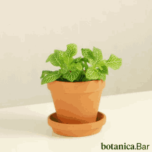 Botanic Botanica Bar GIF
