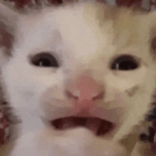 a close up of a white cat making a funny face .
