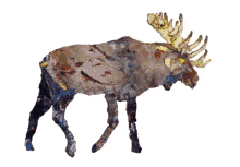 kaybid deer loop geyik moose