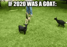 Goat Playful GIF - Goat Playful Kick GIFs