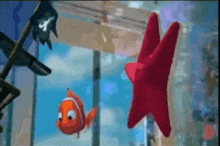 a clown fish and a red star are floating in a tank