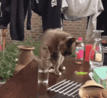 Cat Drink GIF - Cat Drink Water GIFs
