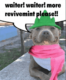 a dog wearing a green hat and a pink scarf with the words waiter waiter more revivemint please