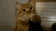 This Suction Is Jaw-dropping GIF - Cat Vacuum Lick GIFs