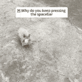 a rabbit is swimming in a pool with a caption that says why do you keep pressing the spacebar .