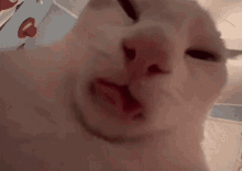 Cat Lick Cat GIF - Cat Lick Cat GIFs