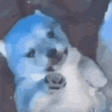 Blue Milk GIF - Blue Milk Dog GIFs